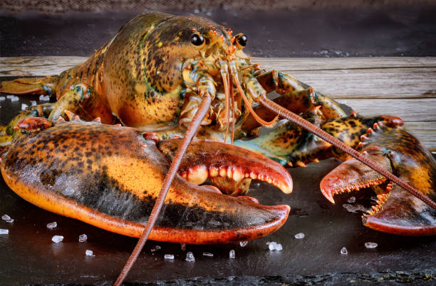 crab vs lobster